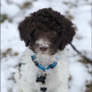 Meet your Posher, Piper